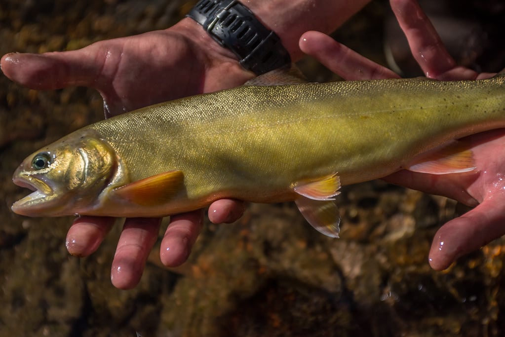 Gila Trout