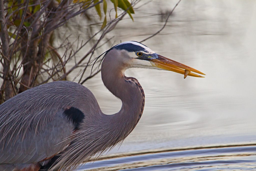 Great Blue Heron