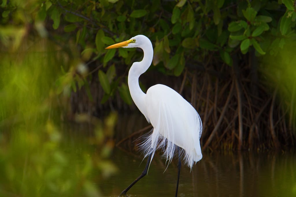 Great Egret Types of Herons in Ohio