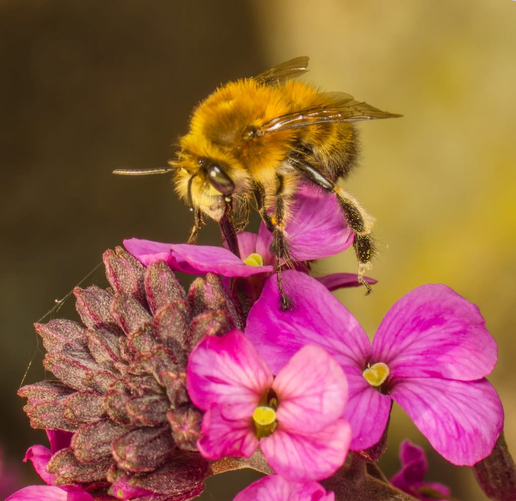 Hairy-footed Flower Bees