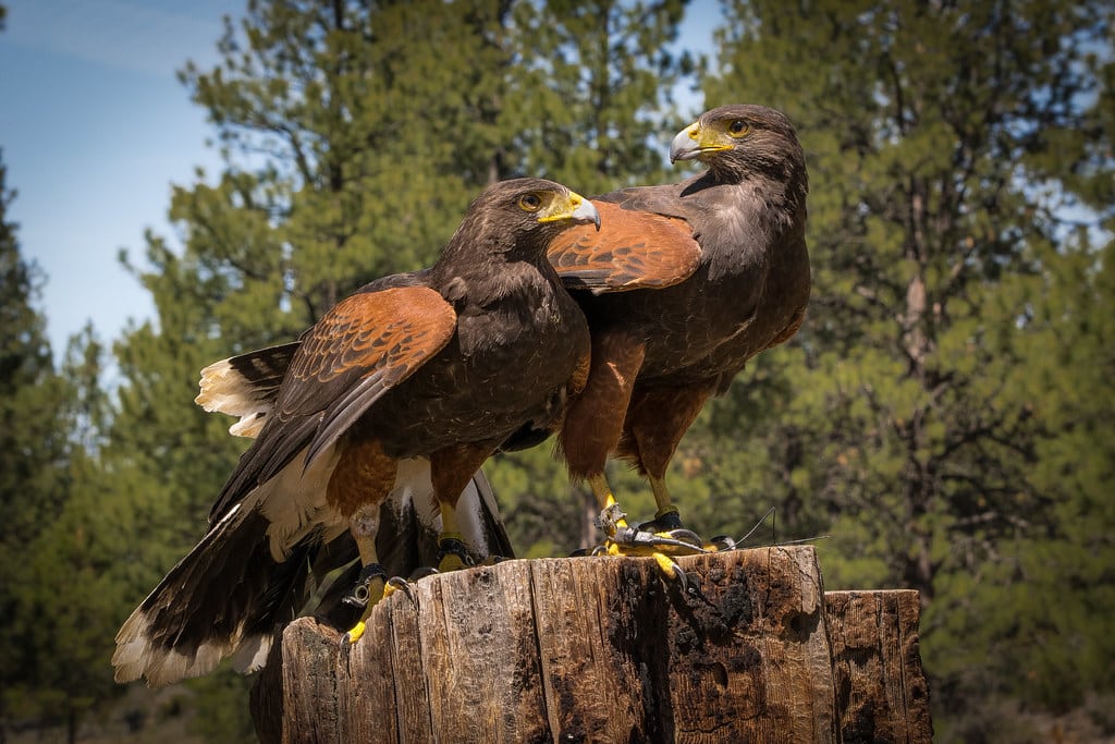 Harris’s Hawk