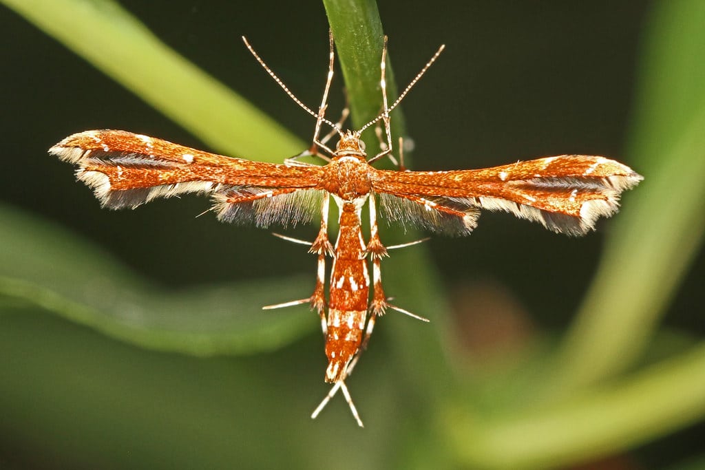Himmelman's Plume Moth
