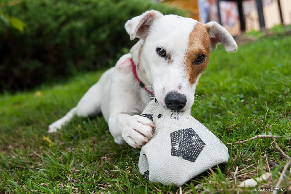 Jack Russell Terrier