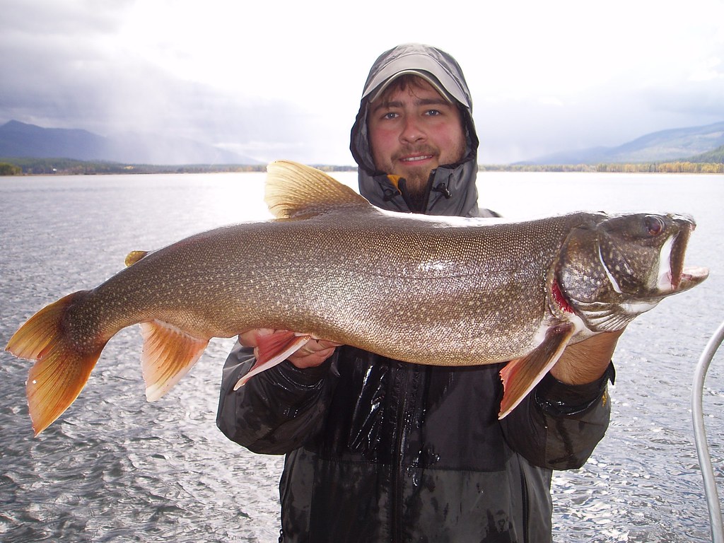 Lake Trout