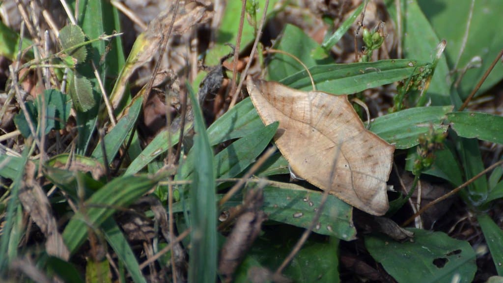 Large Maple Spanworm