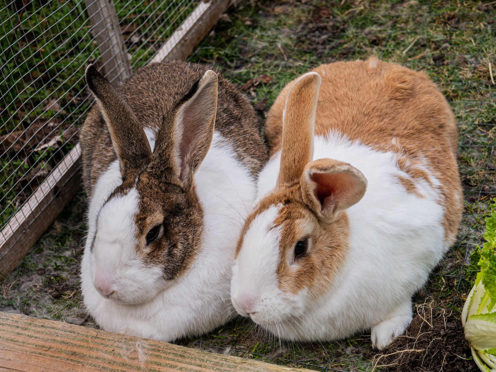 Large Rabbit Breeds in the World