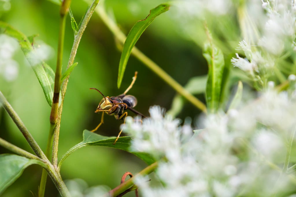 Metric Paper Wasp