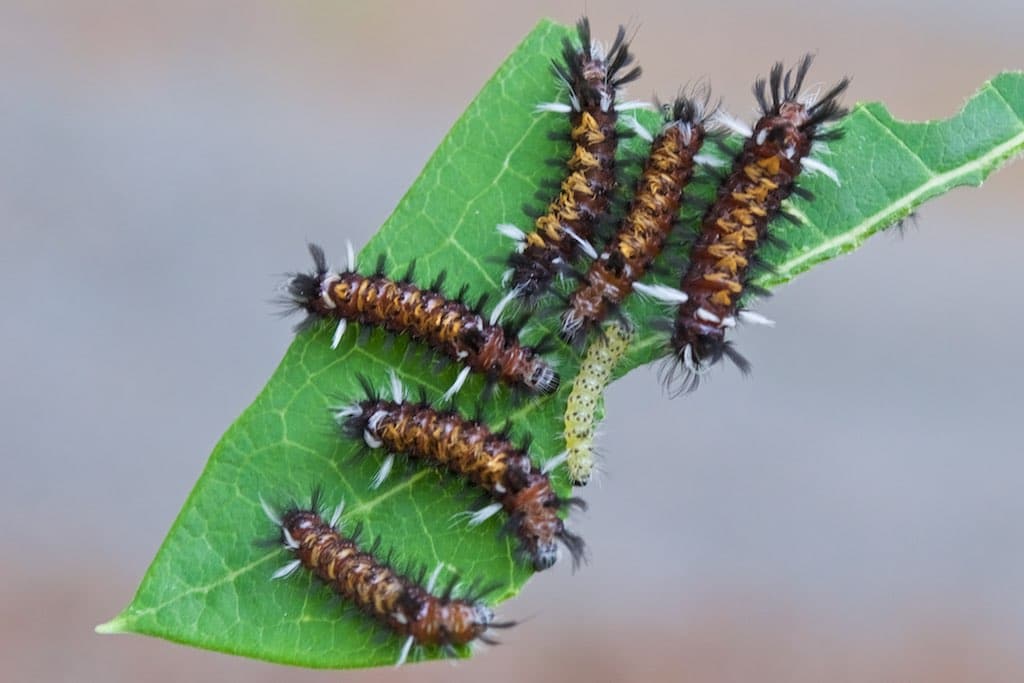 Milkweed Tussock Caterpillar