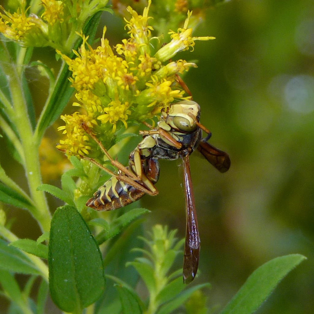 Northern Paper Wasp