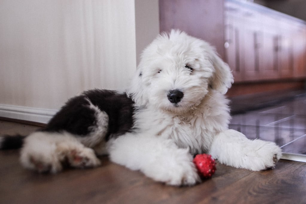 Old English Sheepdog