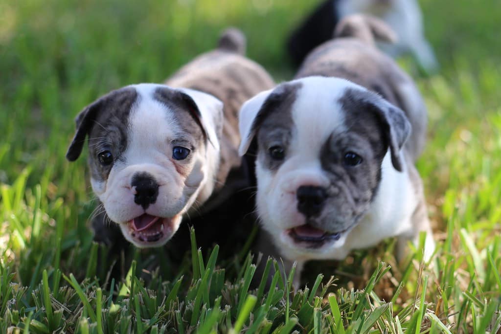 Olde English Bulldogge