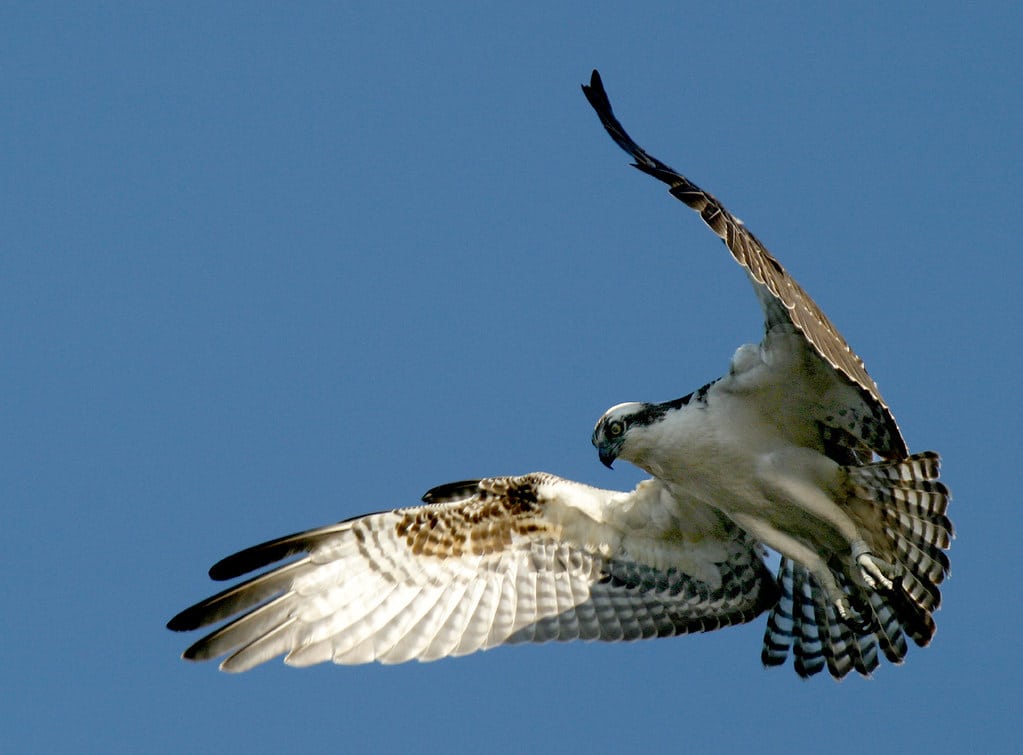 Osprey 