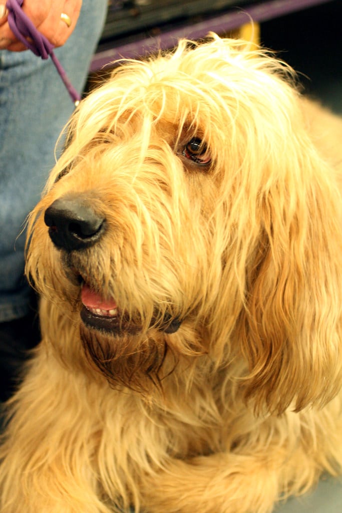 Otterhound