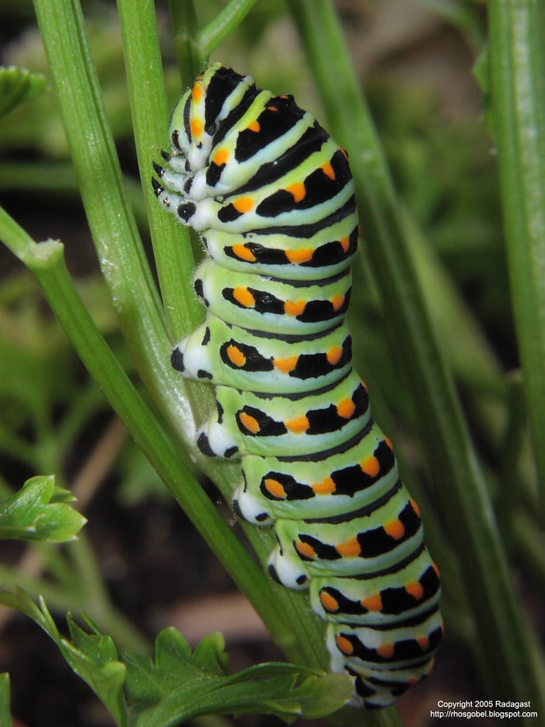 Parsley Caterpillar (Black Swallowtail) Types of Caterpillars in Louisiana