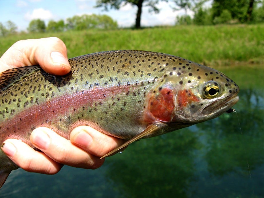 Rainbow Trout