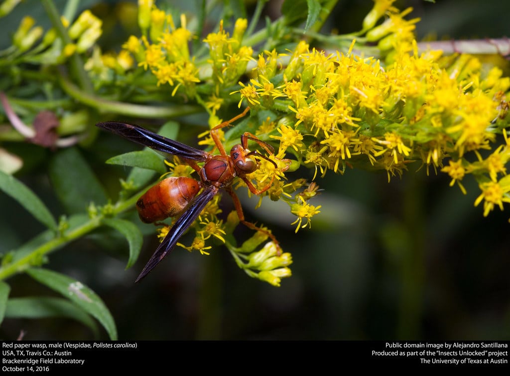 Red Paper Wasp
