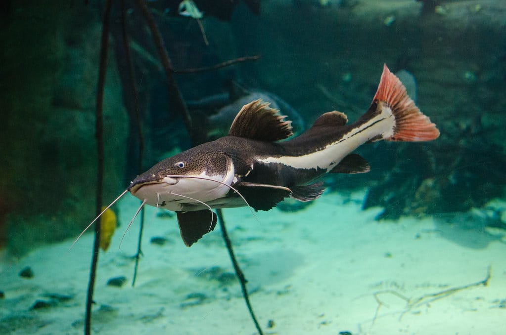 Redtail Catfish (Pirarara)