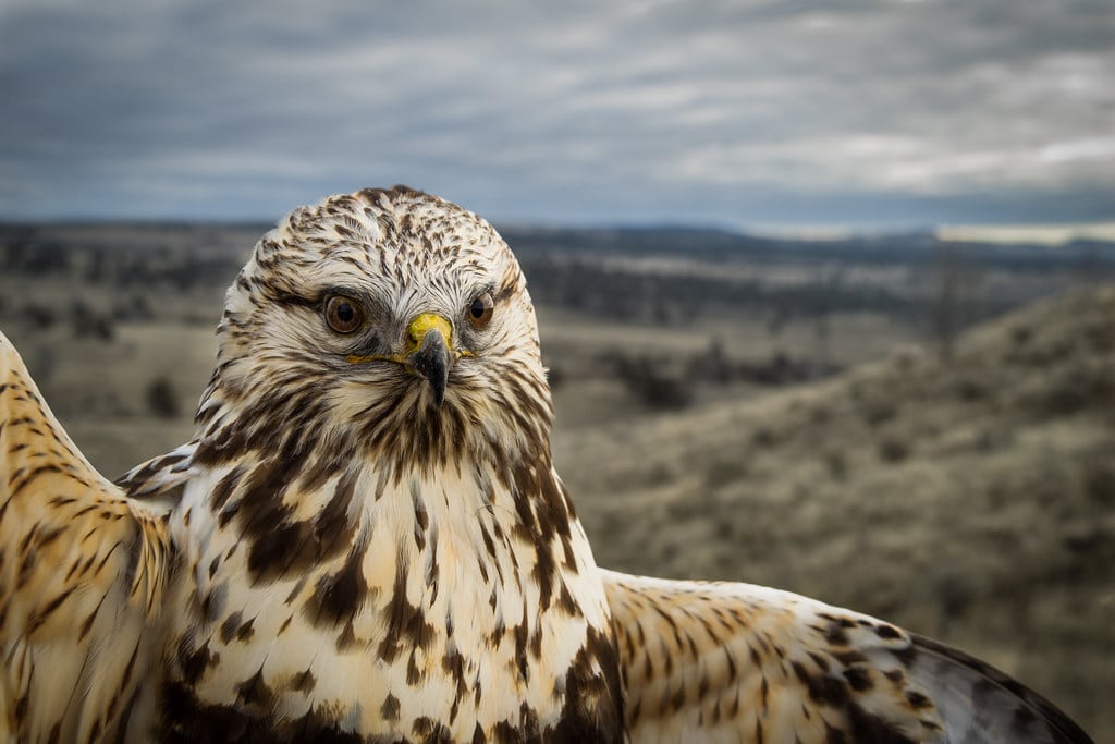 Rough-legged Hawk - Types of Hawks in Pennsylvania