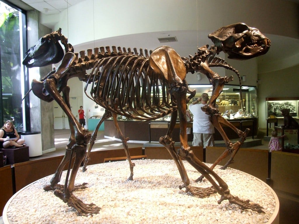 Short-Faced Bear