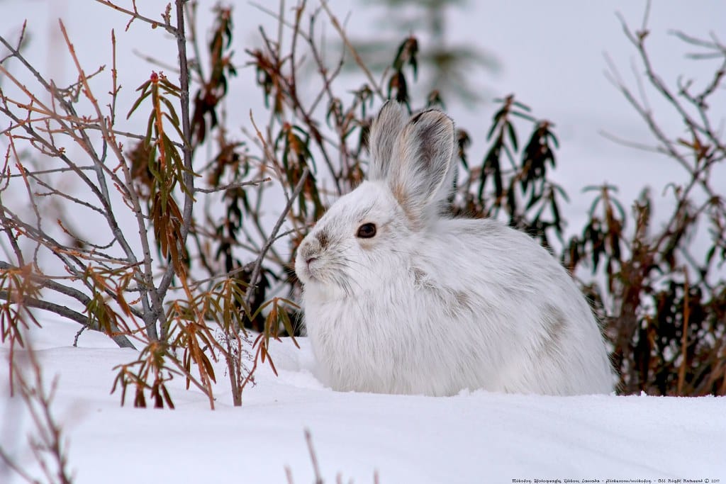 Snowshoe Hare 