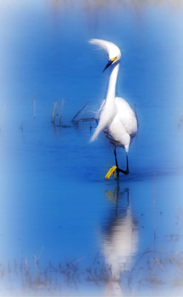 Snowy Egret