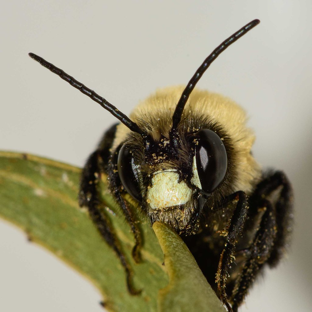 Southeastern Blueberry Bees