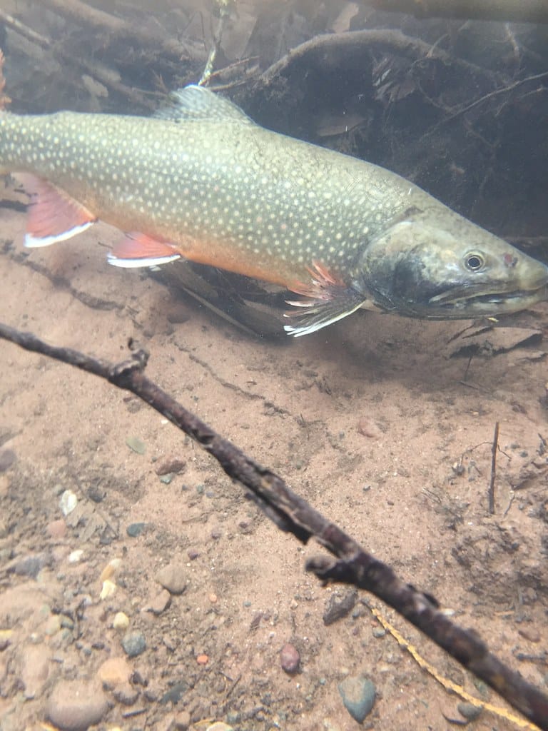 Splake trout