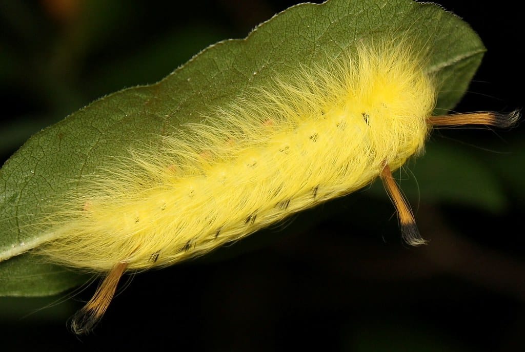 Spotted Apatelodes Caterpillar