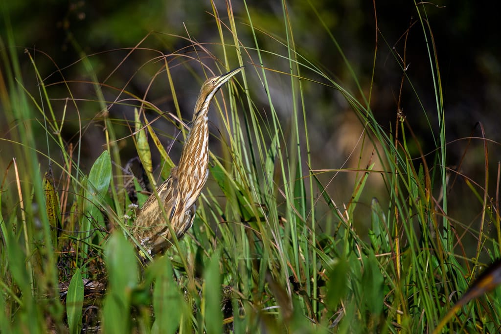 The American Bittern Types of Herons in Ohio