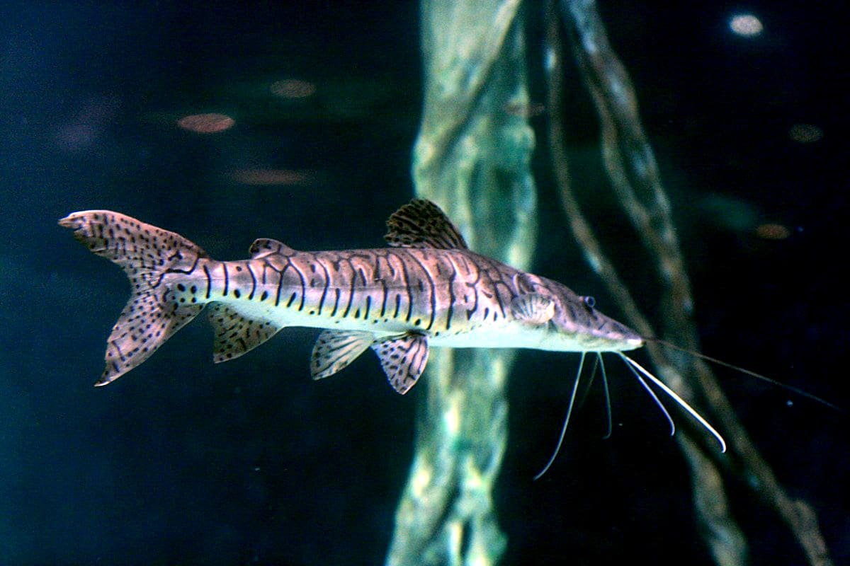 Tiger Shovelnose Catfish