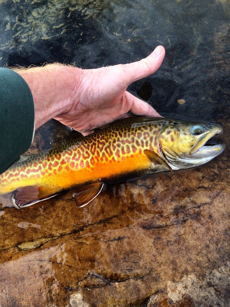 Tiger Trout