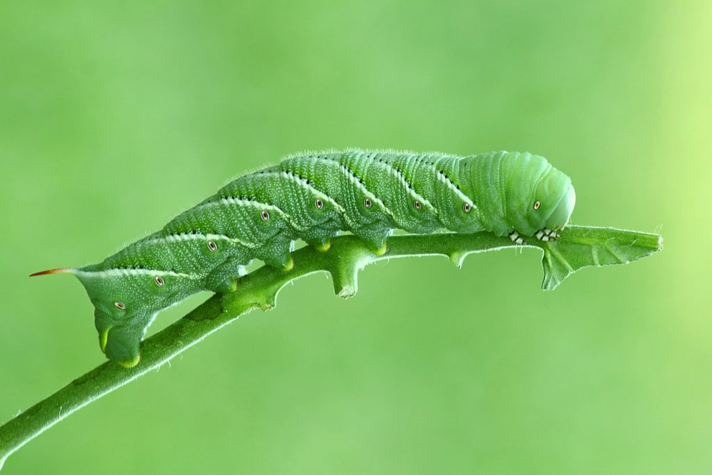 Tobacco Hornworm