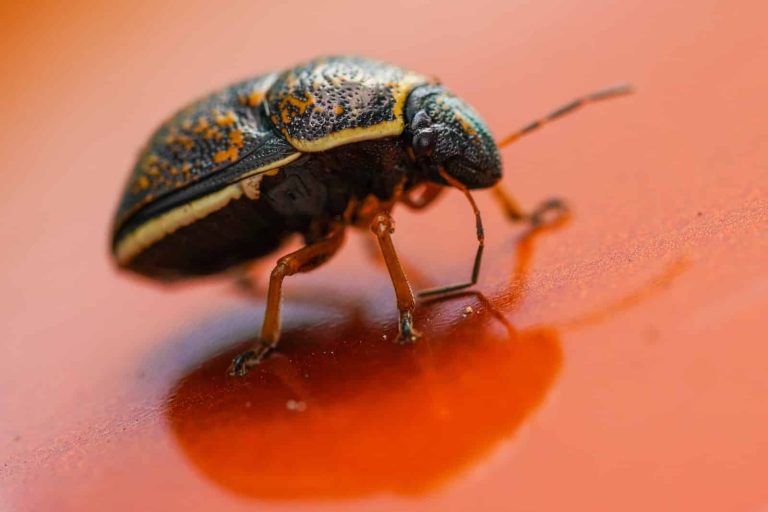7 Types of Beetles in Florida