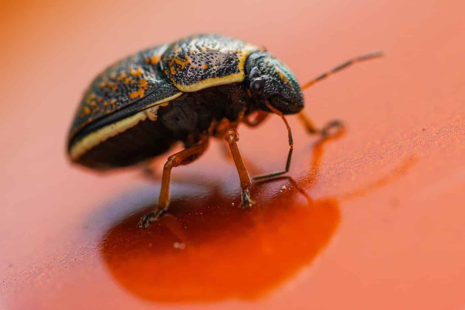 Types of Beetles in Florida