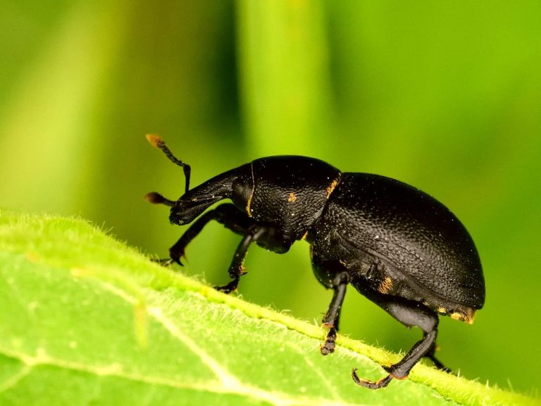 30 Types of Beetles in Wisconsin