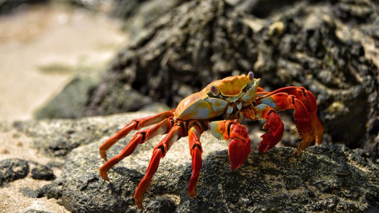 5 Types of Crabs in Australia