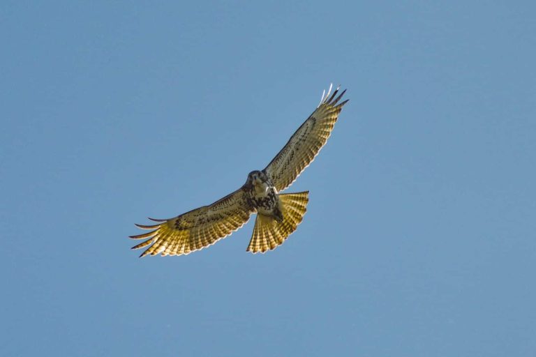 13 Types of Hawks in Utah