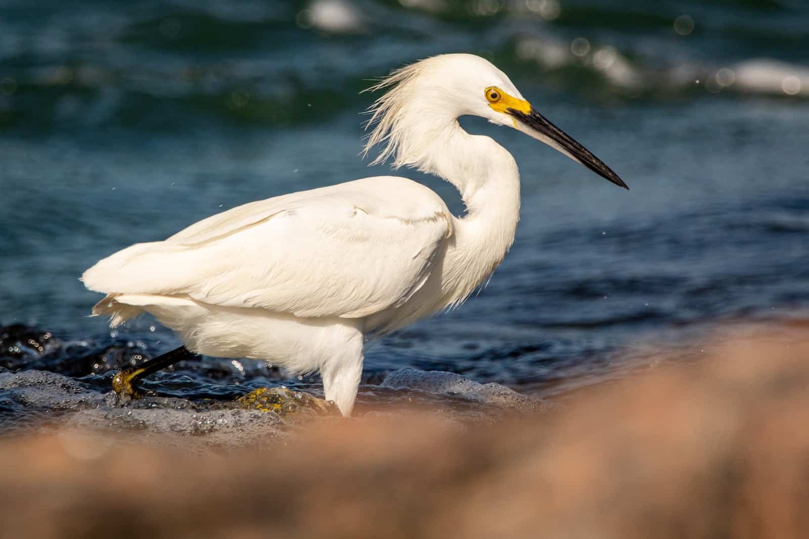 Types of Herons in Alabama