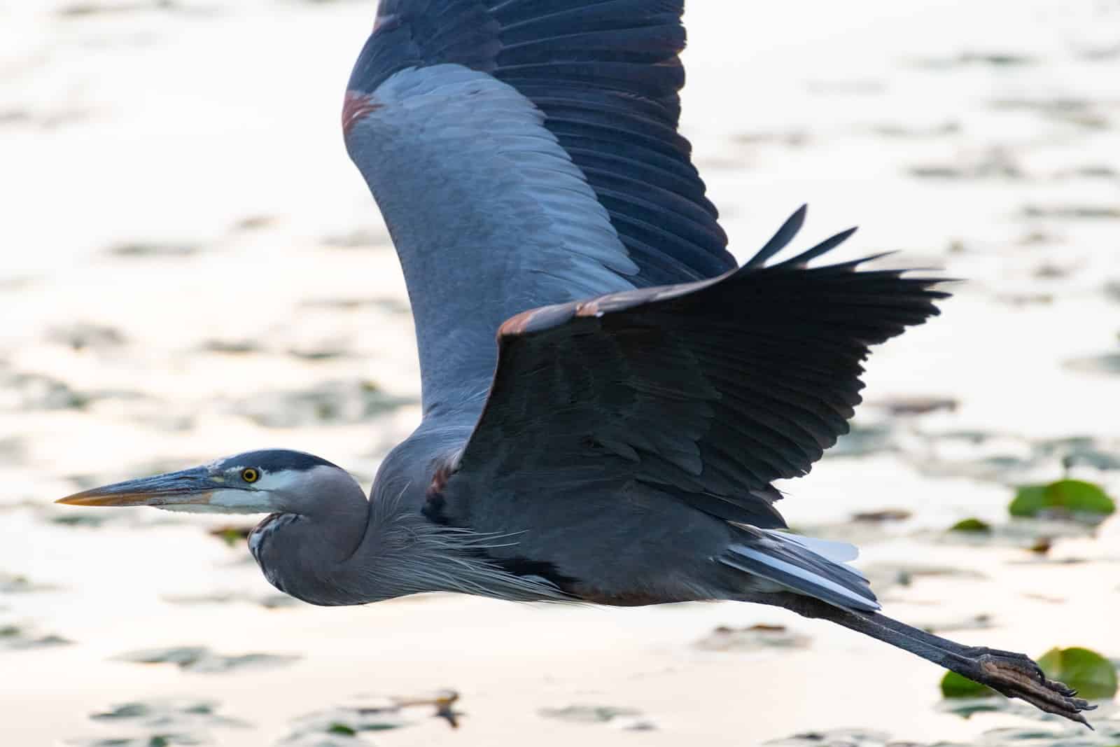 Types of Herons in Maryland