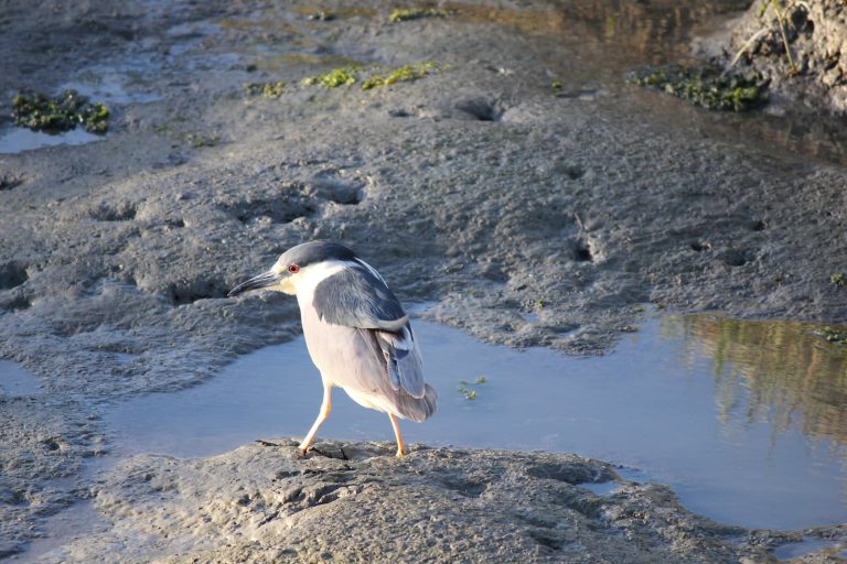 11 Different Types of Herons in New Jersey