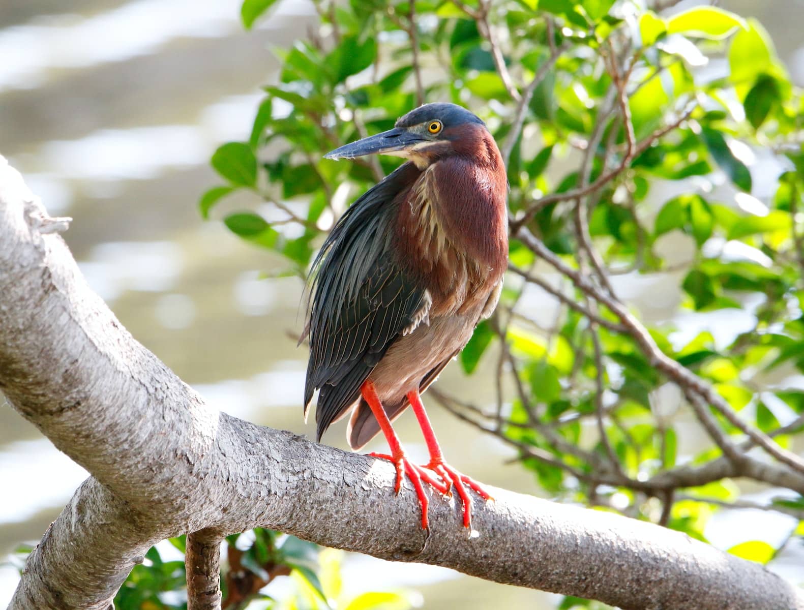 Types of Herons in Ohio