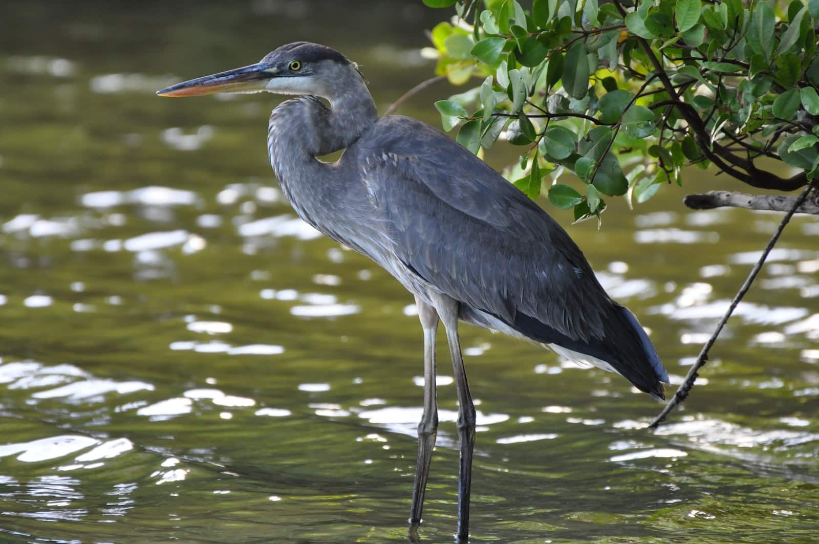 Types of Herons in Oklahoma
