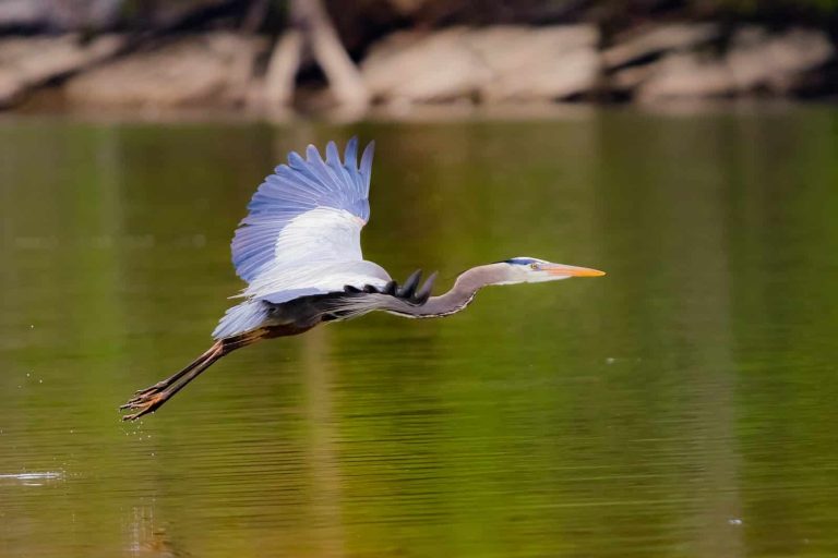 8 Types of Herons in Wisconsin