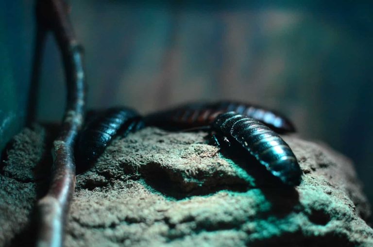 5 Different Types of Insects That Morph