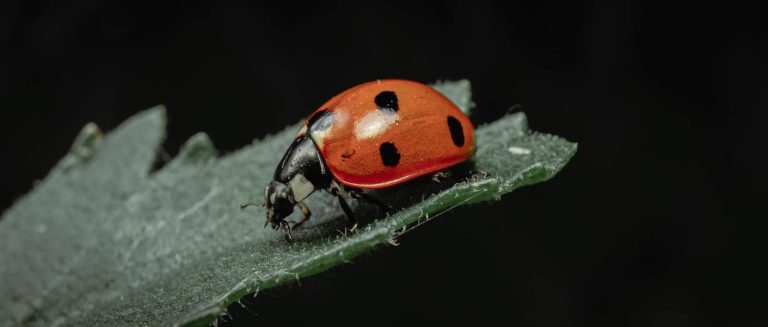 9 Types of Ladybugs in Texas