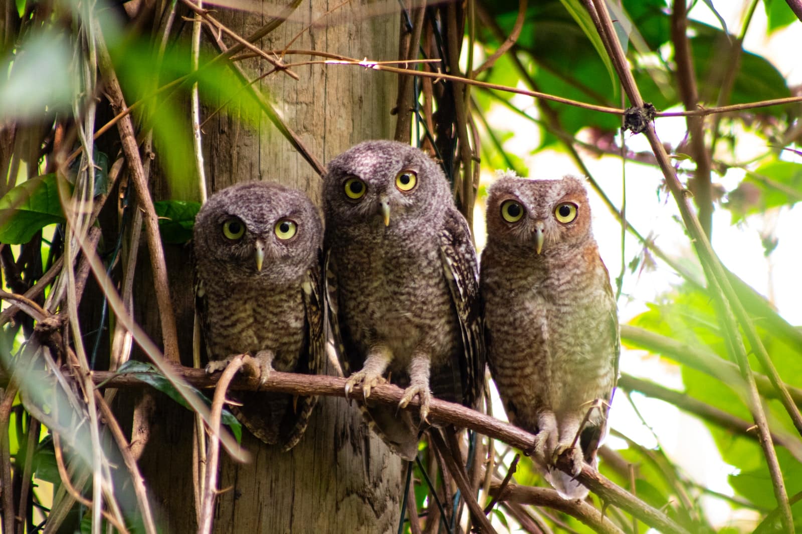 Types of Owls in Oregon