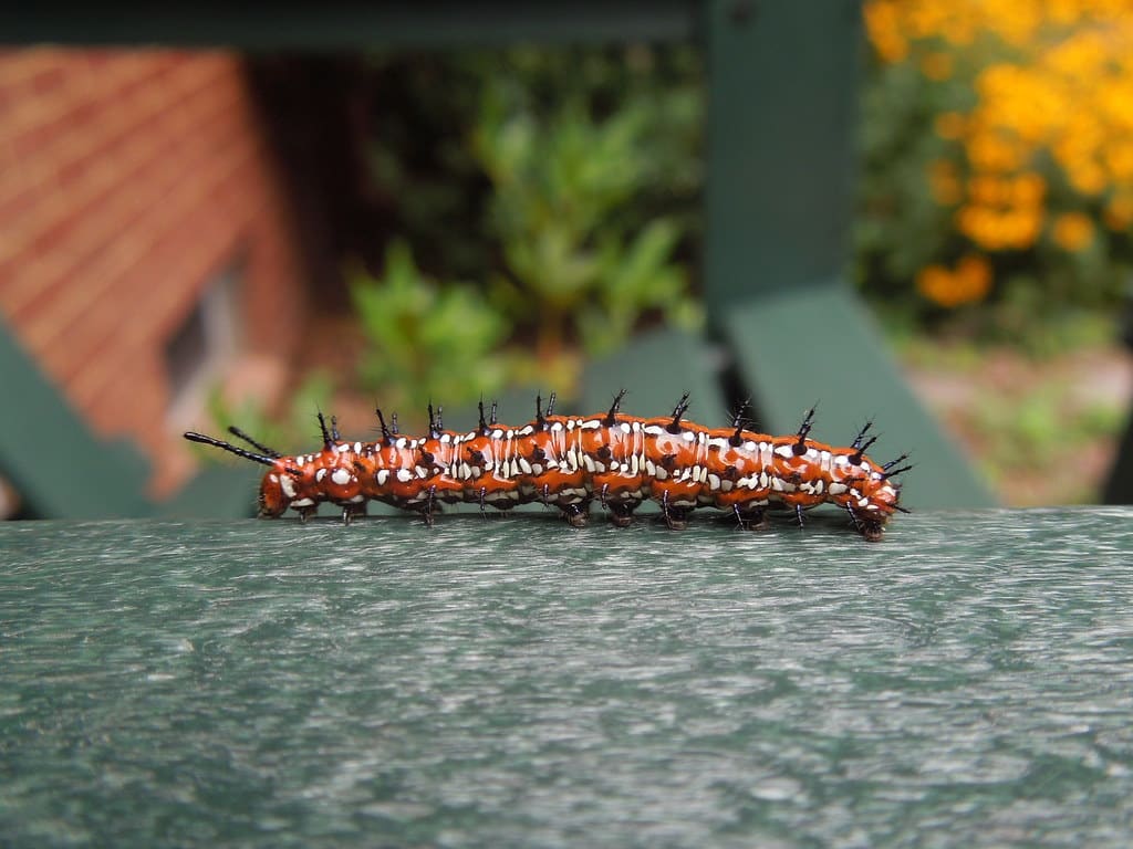 Variegated Fritillary Caterpillar