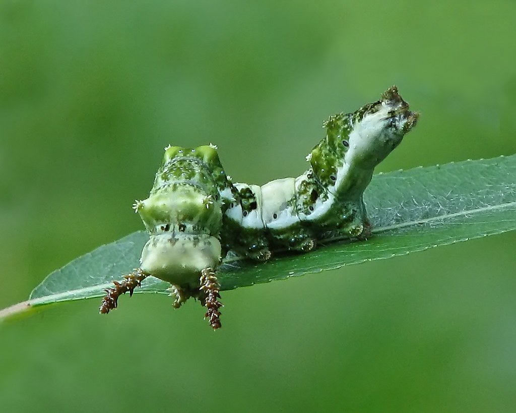Viceroy Caterpillar