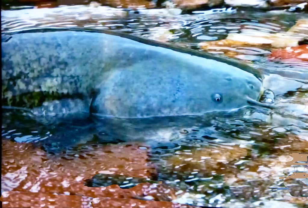 Wels Catfish