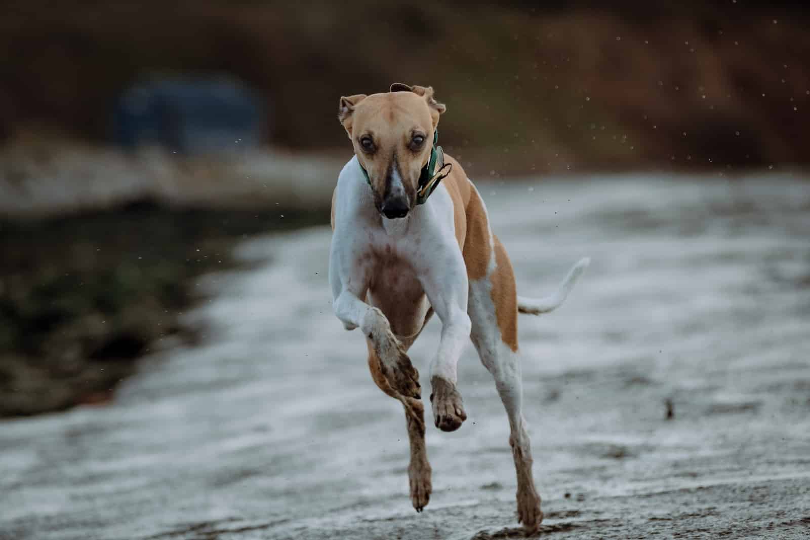 Whippet